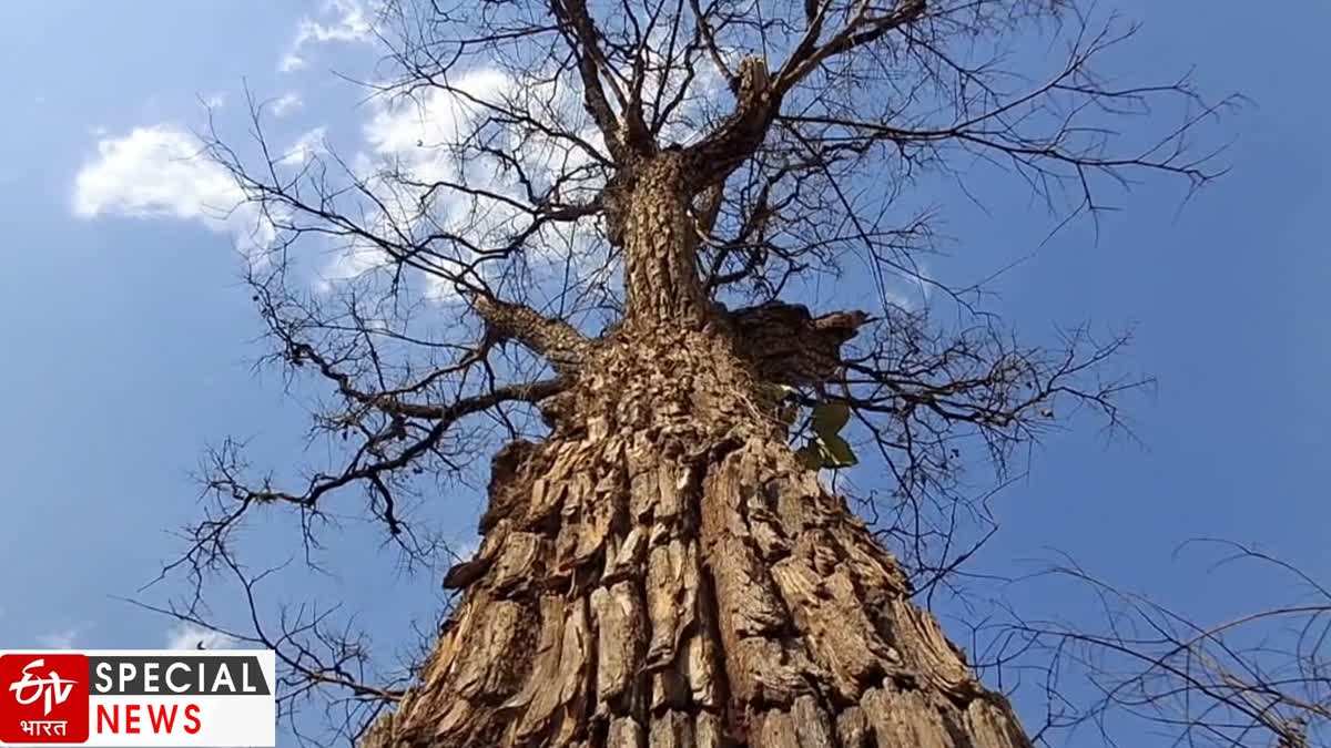 You too will be surprised by the crocodile tree in Melghat; This tree is known as the Crocodile Bark Tree