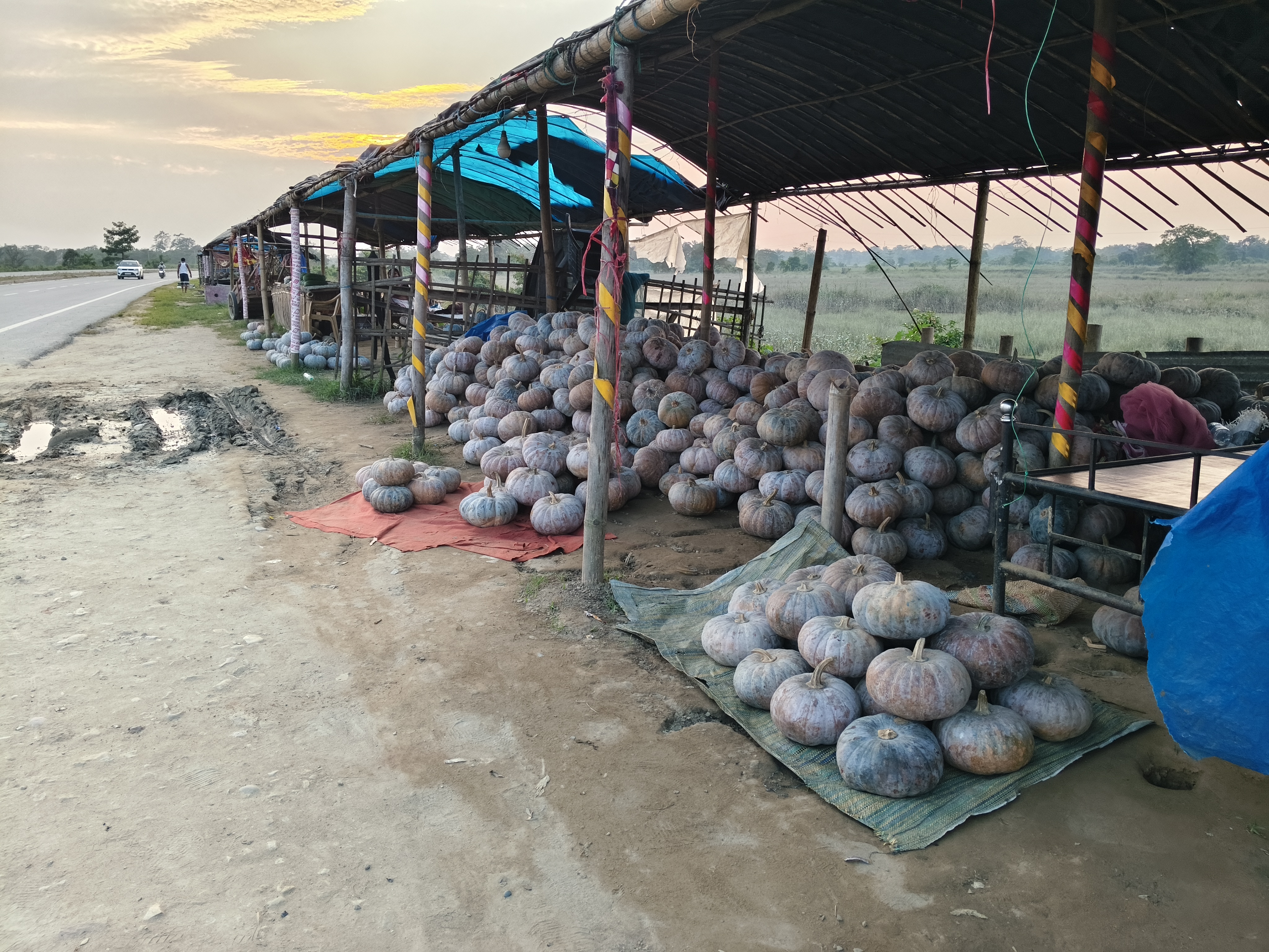 A special report on the famous pumpkin market of Upper Assam