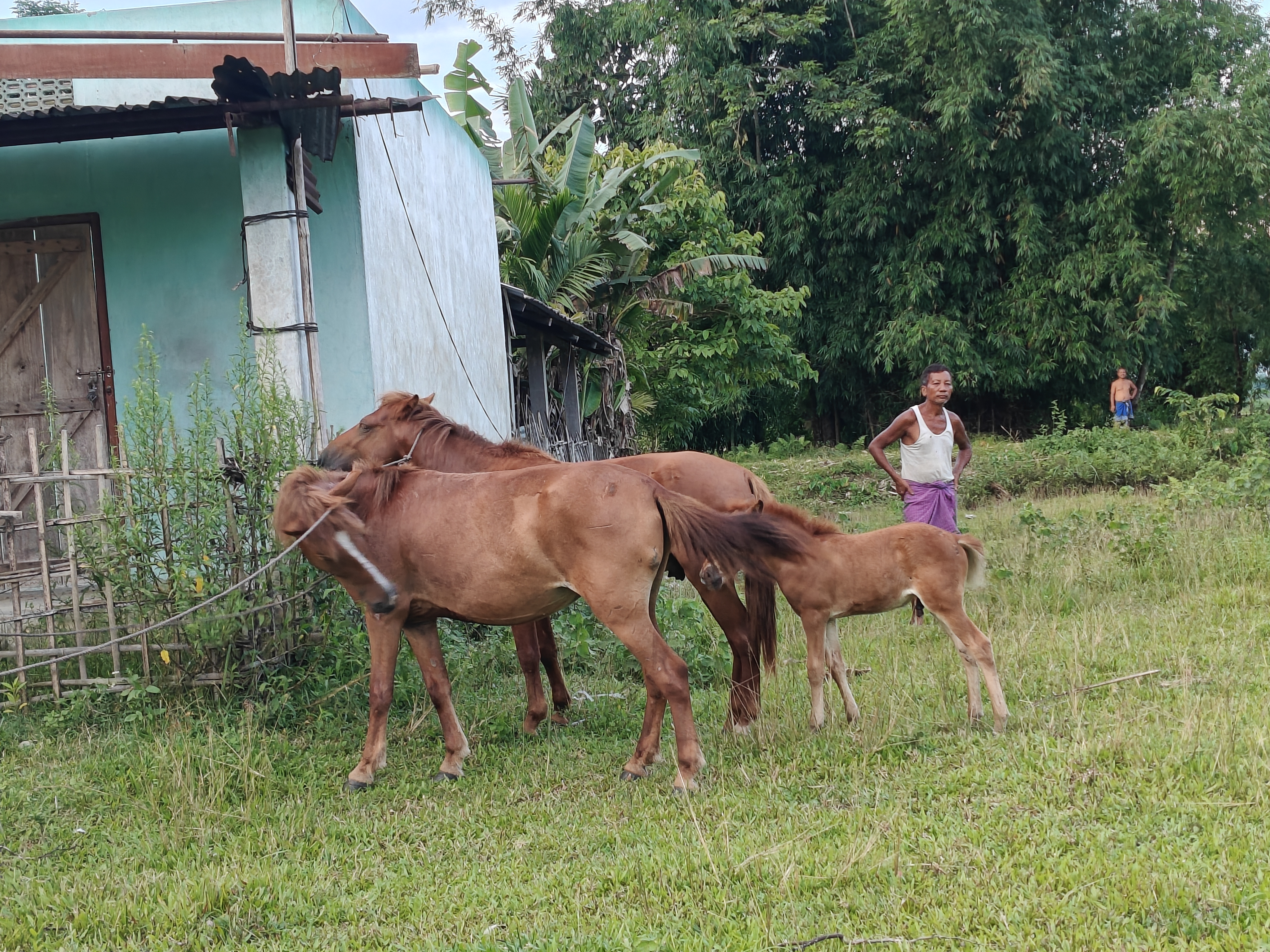 Horse terror in Jonai