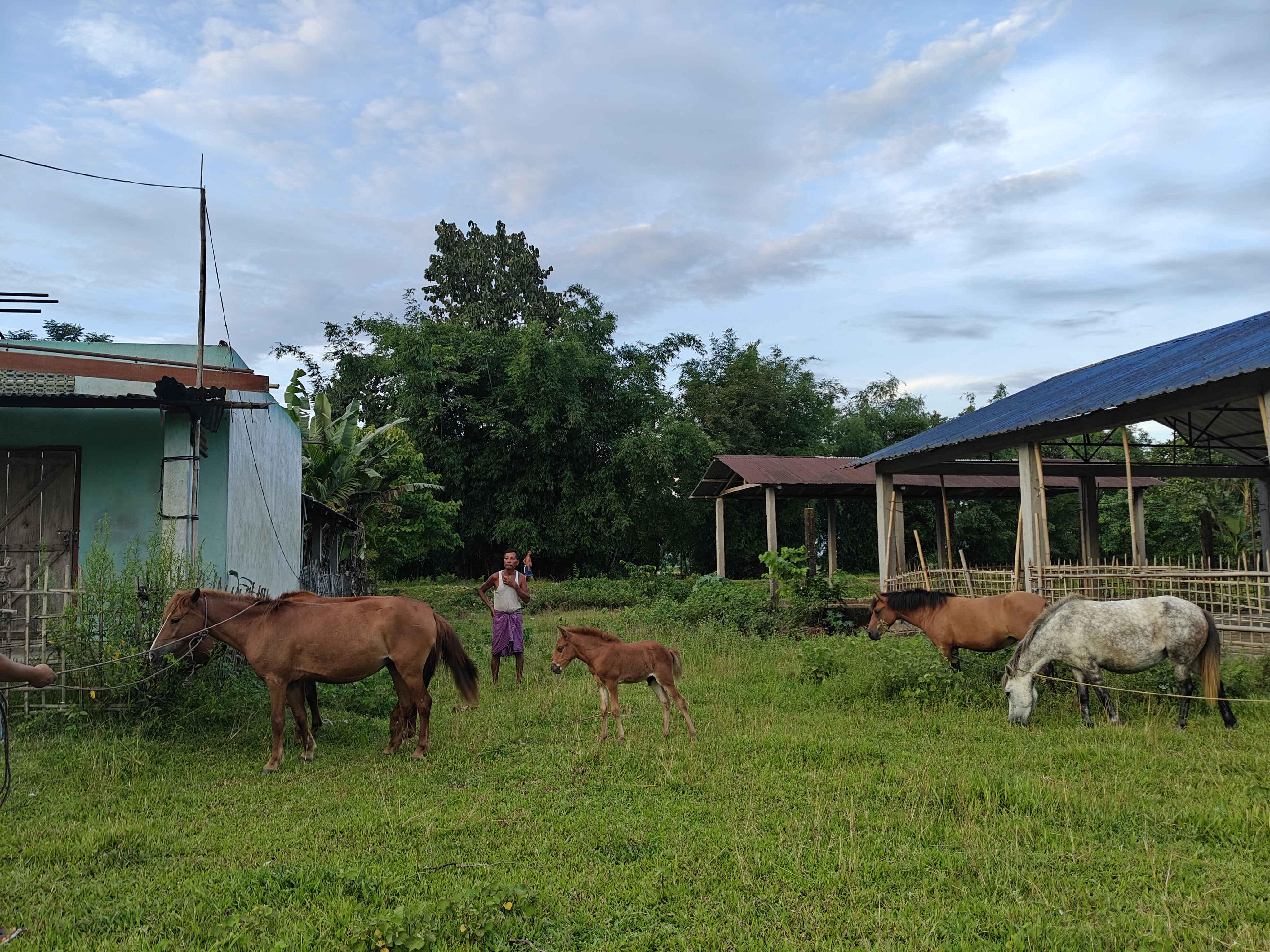 Horse terror in Jonai