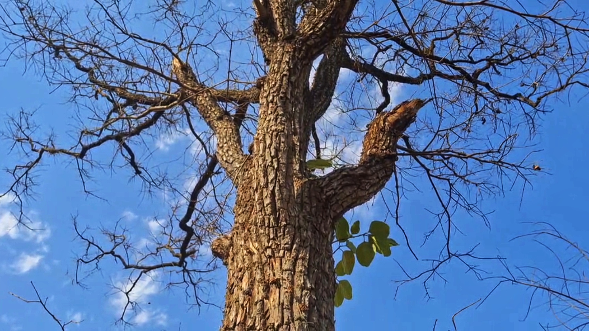You too will be surprised by the crocodile tree in Melghat; This tree is known as the Crocodile Bark Tree