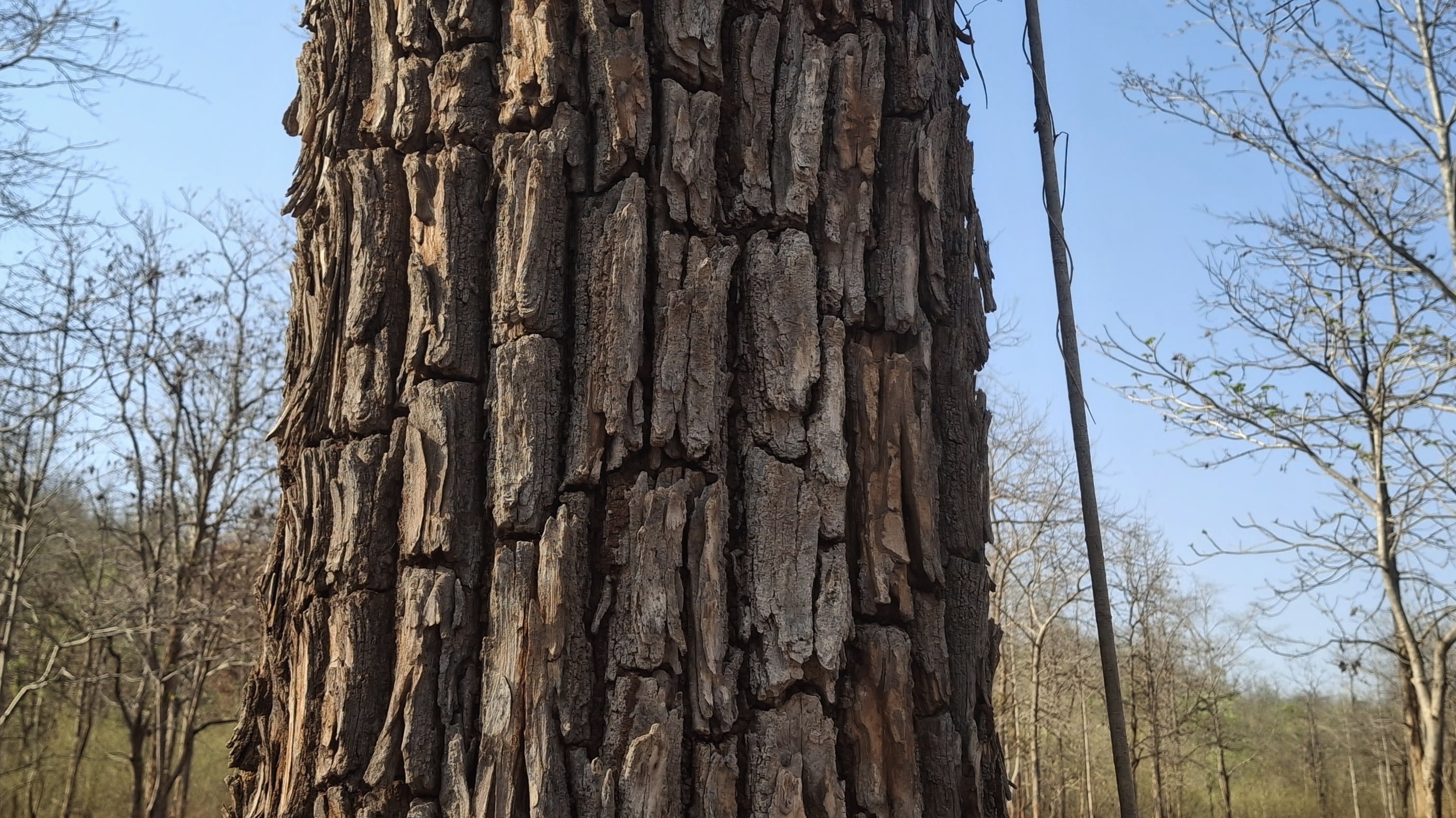 You too will be surprised by the crocodile tree in Melghat; This tree is known as the Crocodile Bark Tree