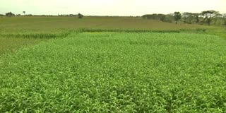 Organic Cultivation Of Crops