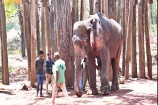 sakrebailu-elephant-vikrant-injured-in-leg