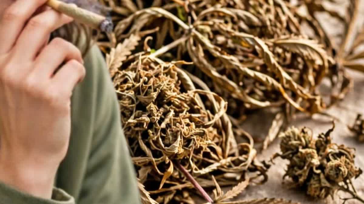 cannabis_impact_on_health
