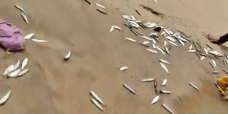 DAKSHINA KANNADA  INDIAN OIL SARDINE FISH  ಬೂತಾಯಿ ಮೀನು  ಉಳ್ಳಾಲ ಸಮುದ್ರ