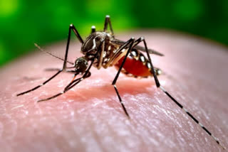 HOW TO KEEP MOSQUITOES AWAY