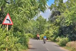 ACCIDENTS DUE TO WILD TREES