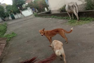 MADHYA PRADESH ANIMAL BLOOD BANK