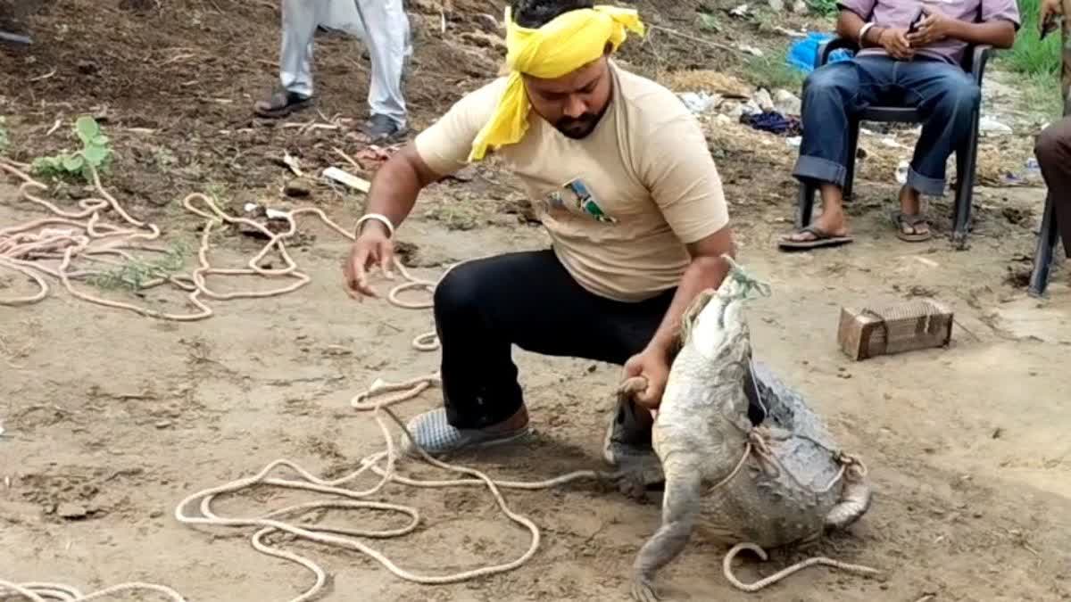 CROCODILE IN KURUKSHETRA