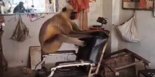 Langur In Salon Viral Video
