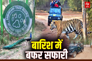 BANDHAVGARH MONSOON SAFARI