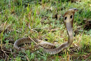 Snakes Avoiding Plants