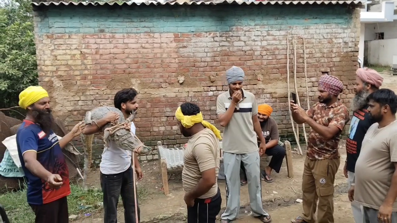 Crocodile in Kurukshetra