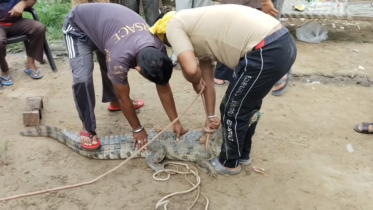 Crocodile in Kurukshetra