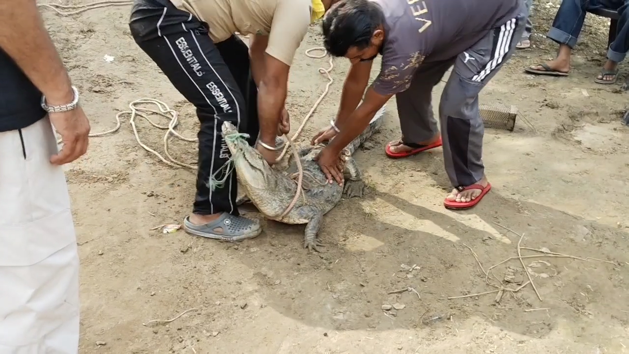 Crocodile in Kurukshetra