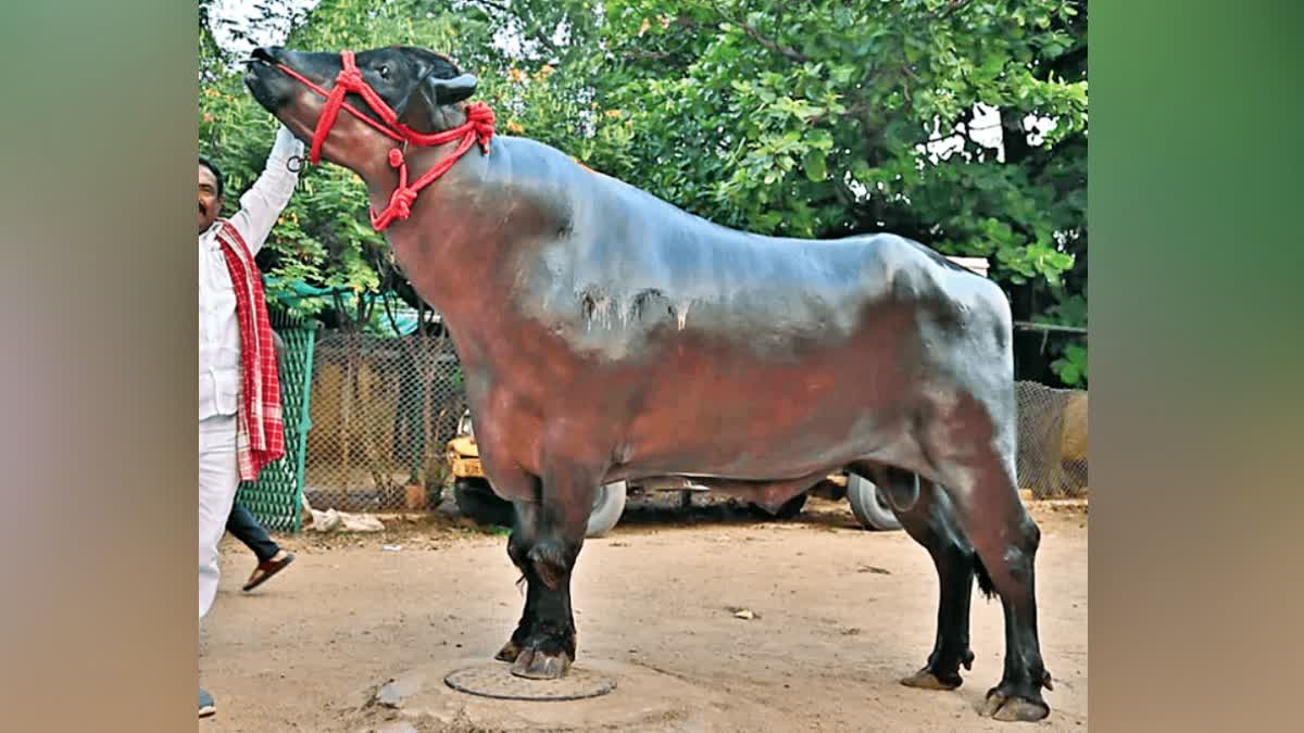 ಸದರ್​ ಸಮ್ಮೇಳನ  MURRAH BUCKS  TELANGANA SADAR SAMMELAN  ಹರಿಯಾಣದ ಮುರ್ರಾ ಕೋಣ