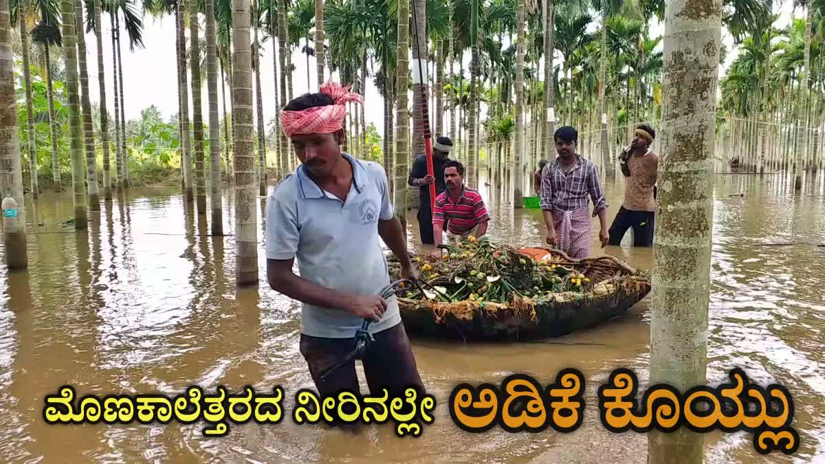 floodwaters-enter-areca-nut-plantation-in-davanagere