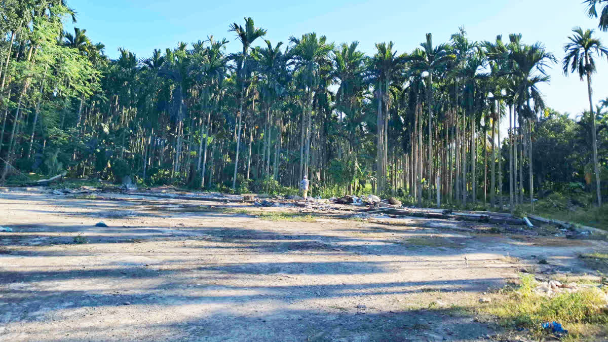 Betel nut smuggling on the Assam Nagaland border
