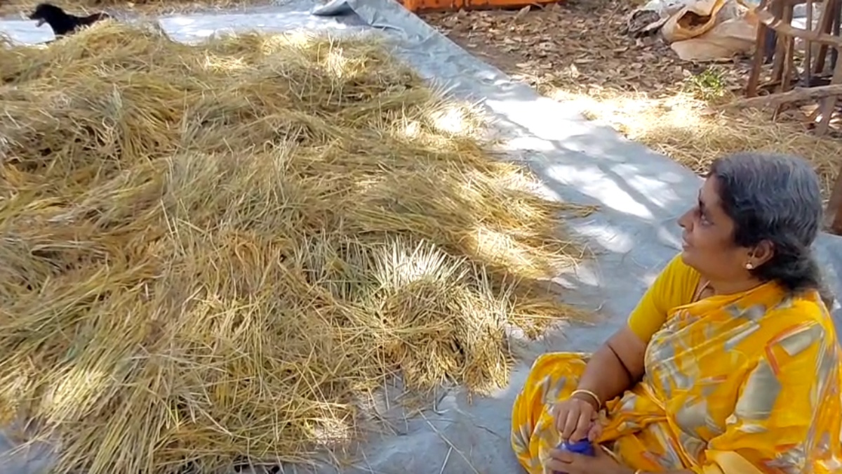 அறுவடை செய்யப்பட்ட நெற்கதிர்களுடன் லட்சுமி தேவி