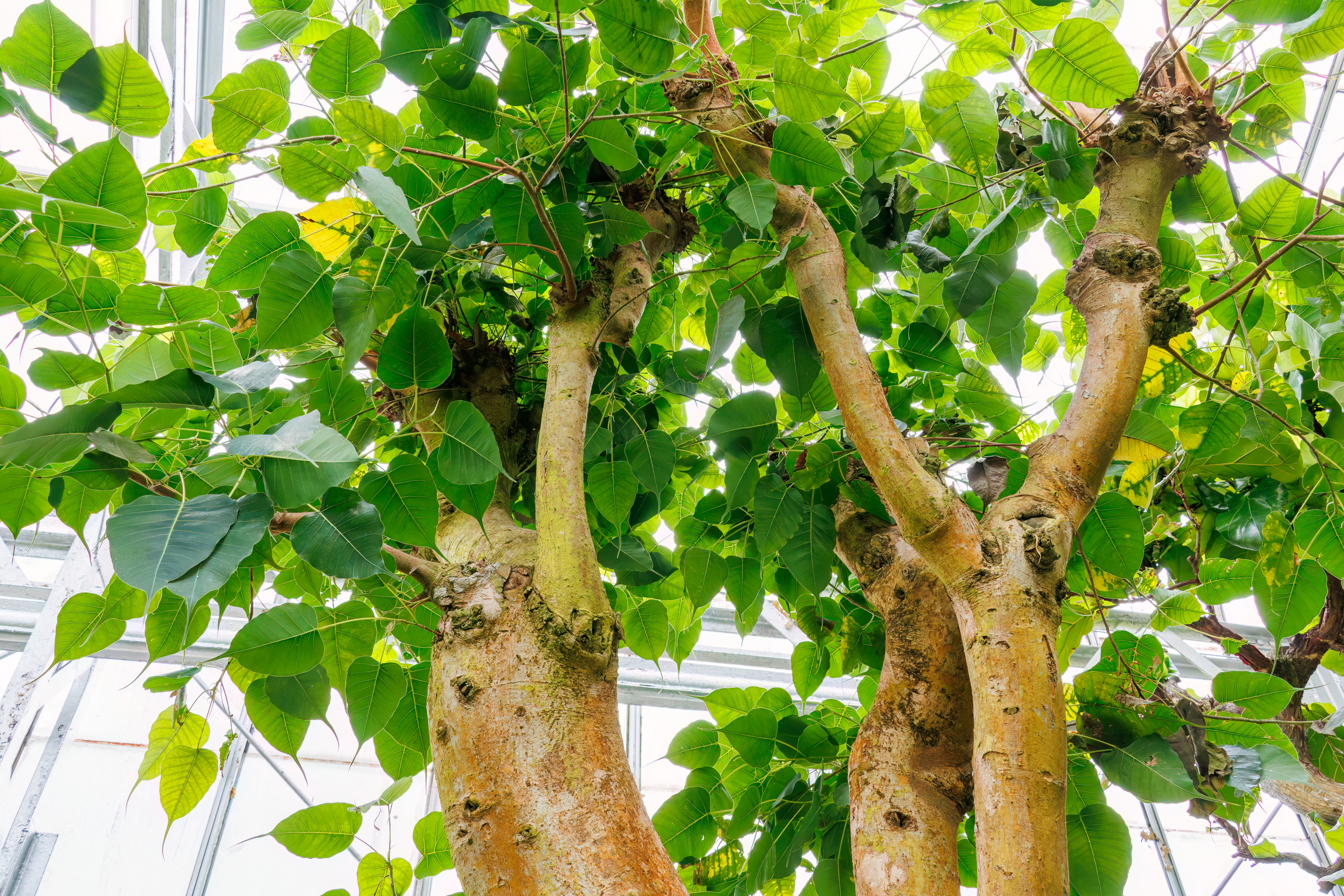 health Benefits of Ficus religiosa  leaves  or  Peepal leave,