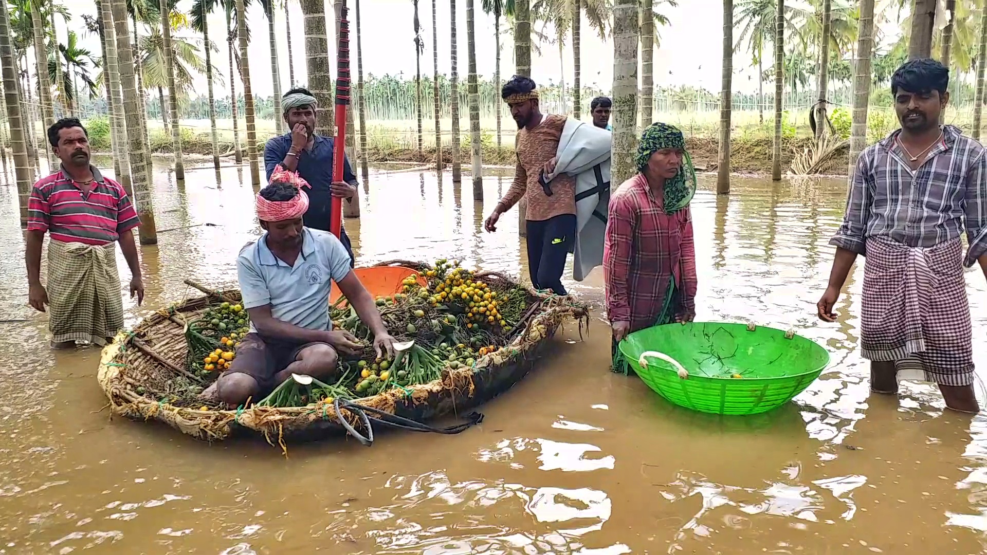 floodwaters-enter-areca-nut-plantation-in-davanagere