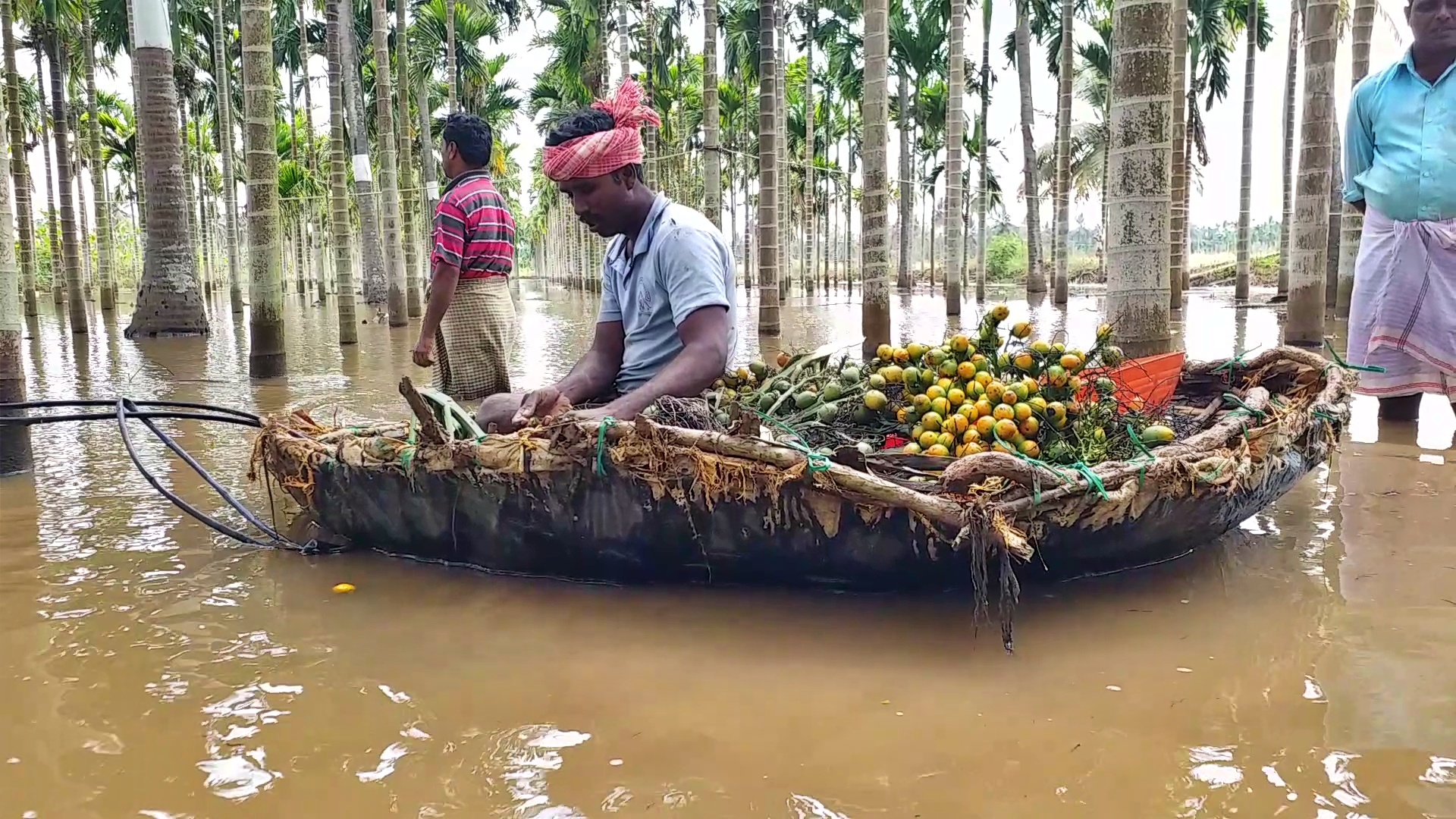 floodwaters-enter-areca-nut-plantation-in-davanagere