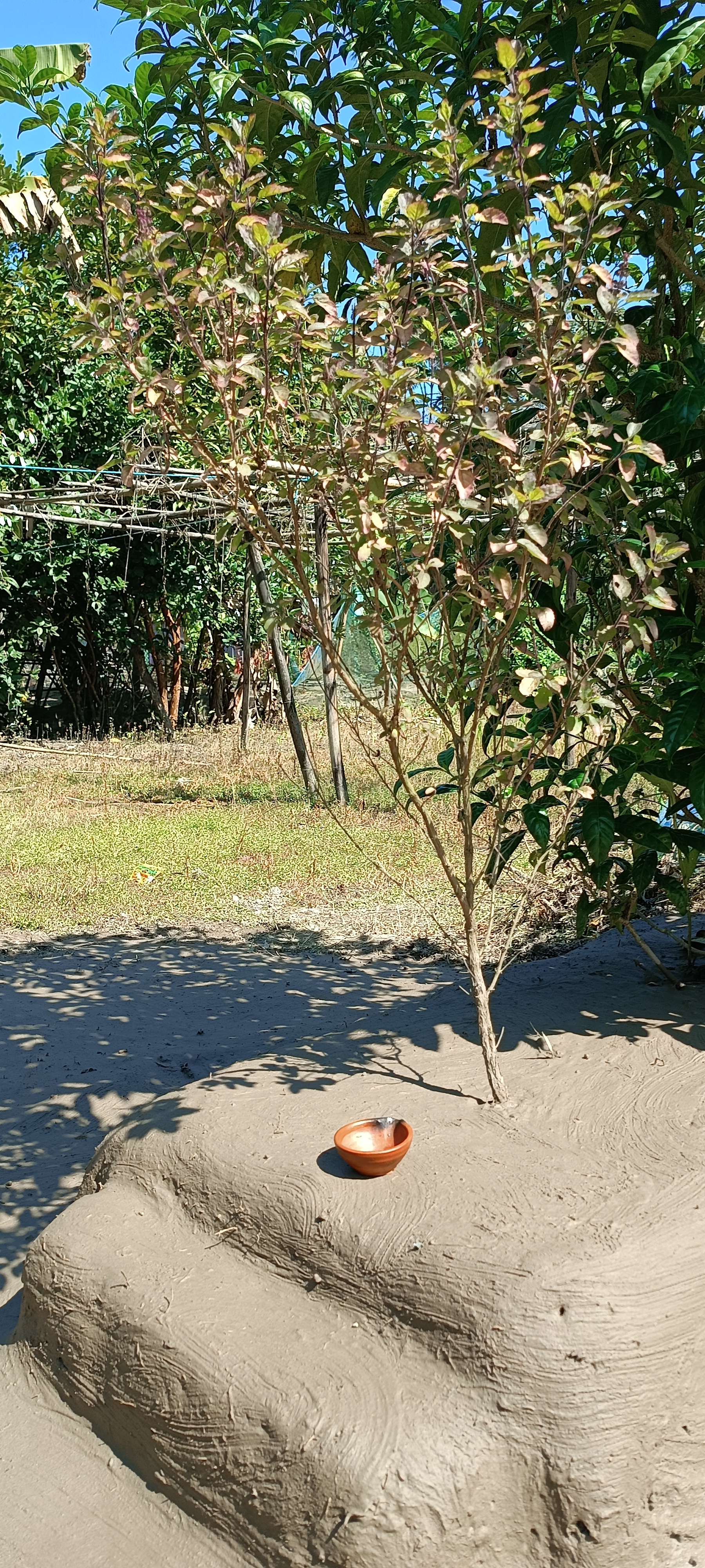 scientific facts behind the tradition of Kati Bihu