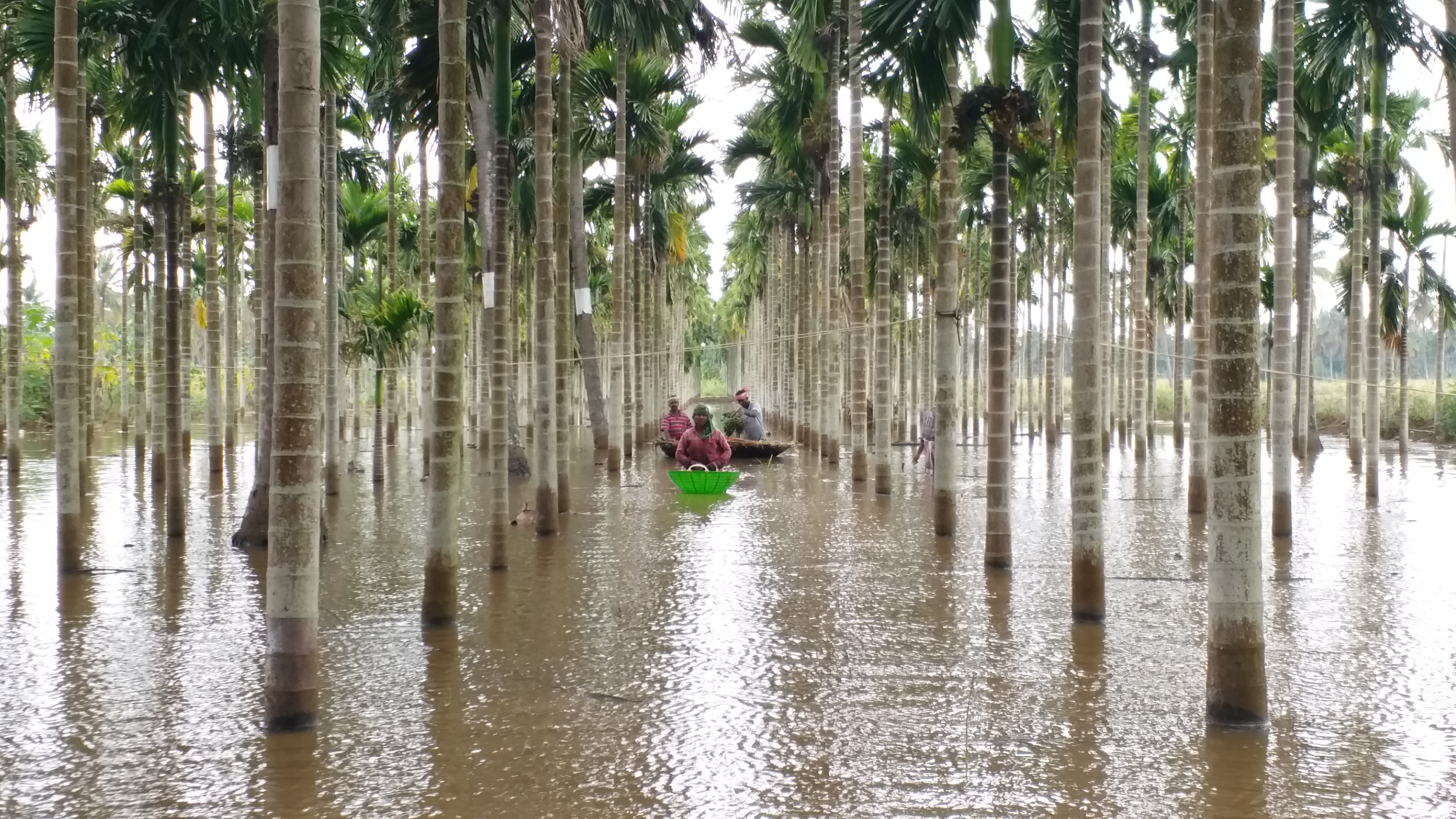floodwaters-enter-areca-nut-plantation-in-davanagere