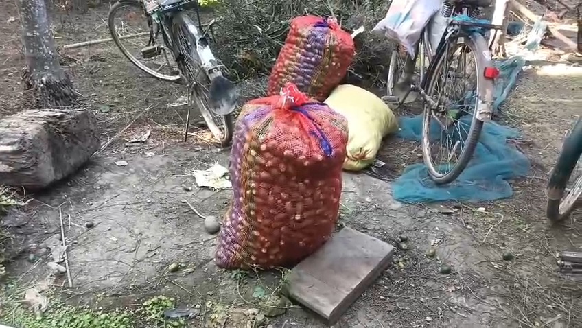 Betel nut smuggling on the Assam Nagaland border