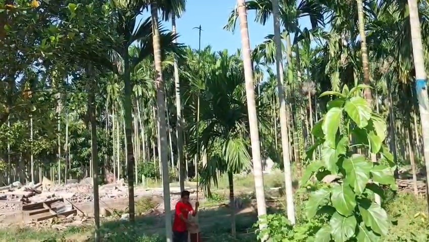 Betel nut smuggling on the Assam Nagaland border
