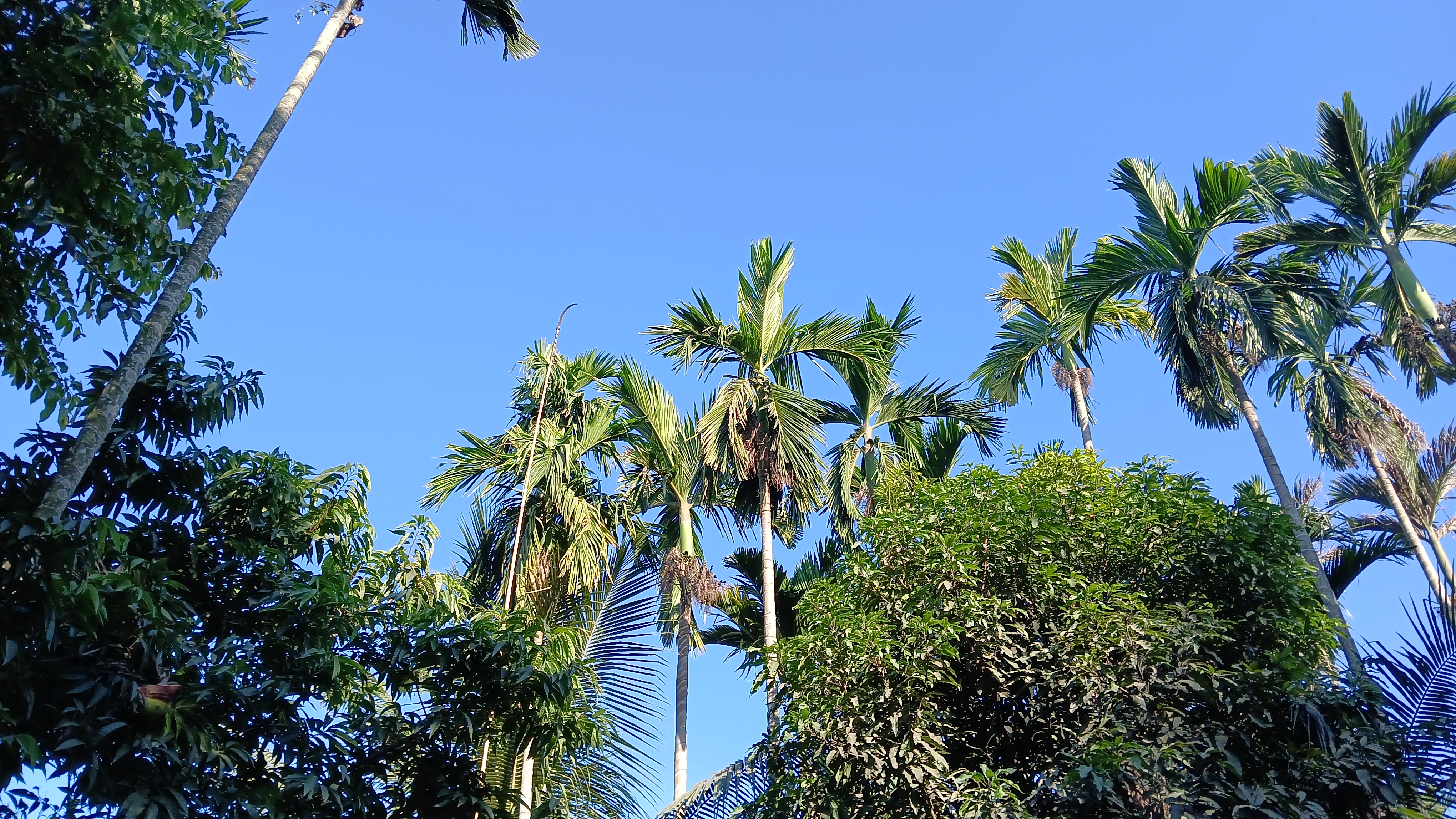 Betel nut smuggling on the Assam Nagaland border