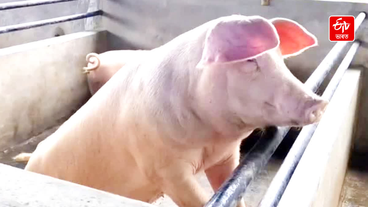Government has banned the inter-District movement of live pigs