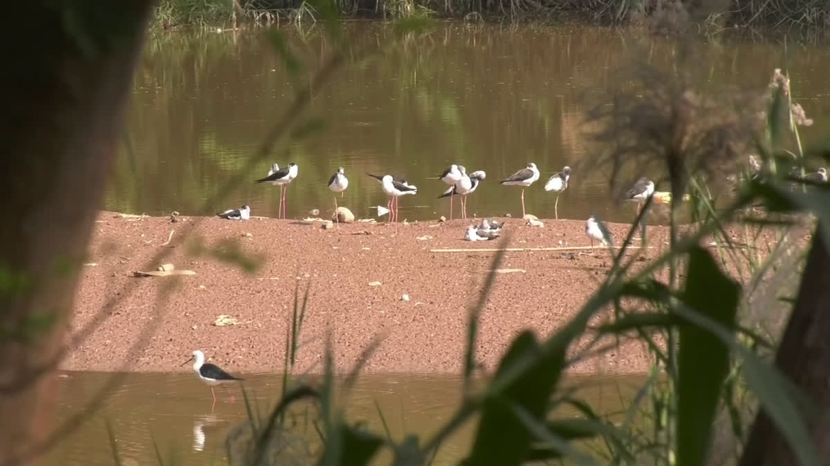Dunlins Return: Migratory Birds Come Back To Chandigarh’s Sukhna Lake As Winter Sets In