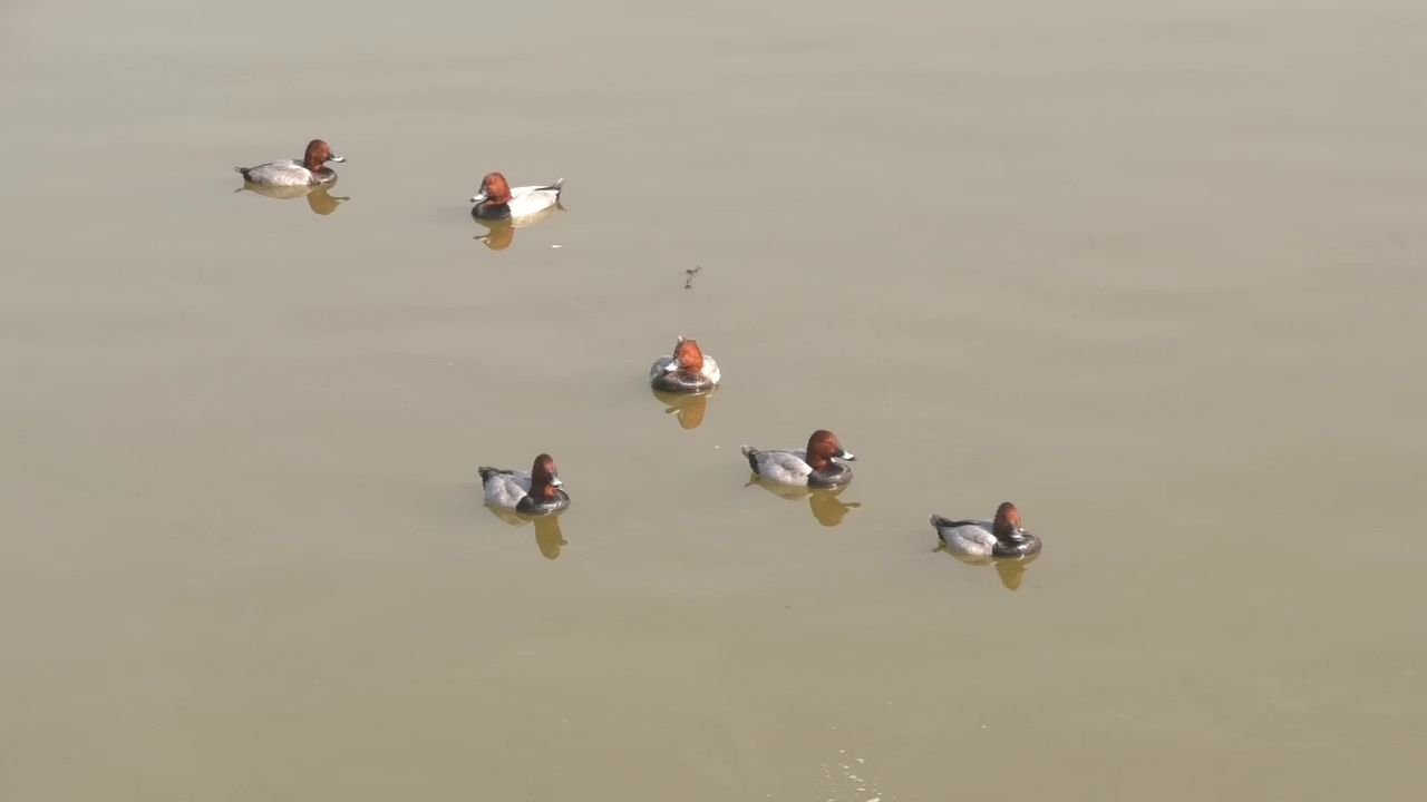 Dunlins Return: Migratory Birds Come Back To Chandigarh’s Sukhna Lake As Winter Sets In