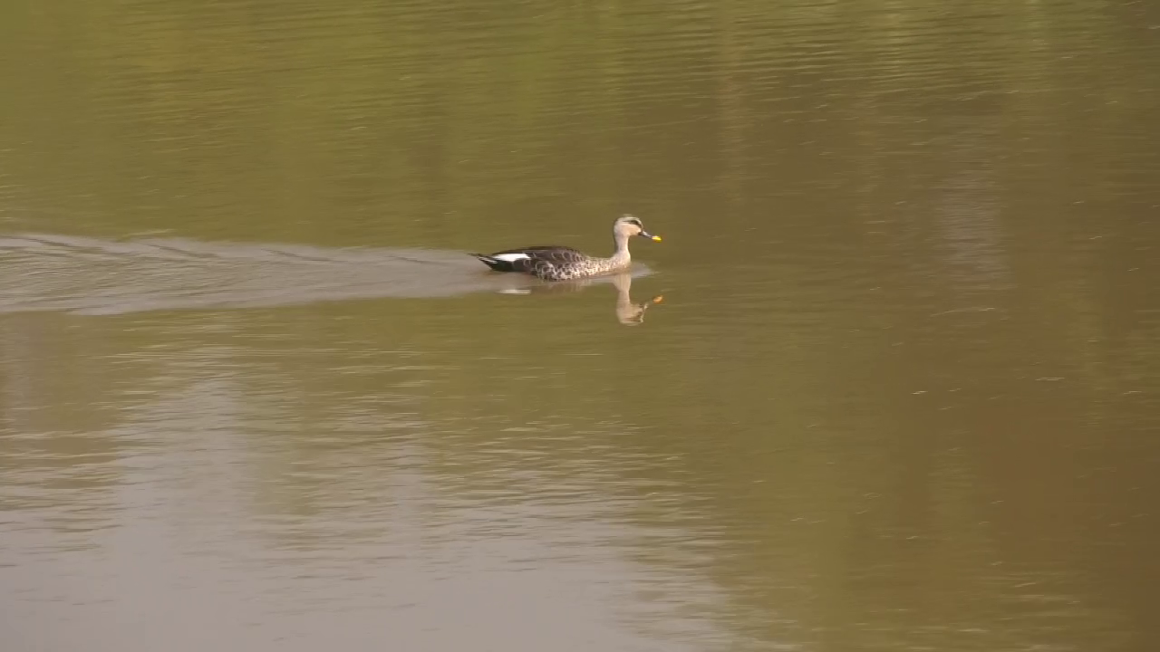 Dunlins Return: Migratory Birds Come Back To Chandigarh’s Sukhna Lake As Winter Sets In