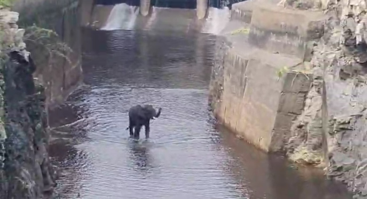 Elephant Rescue Operation