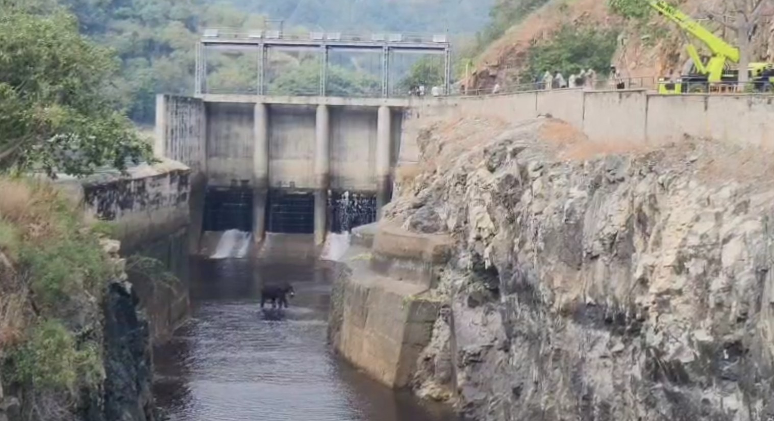 Elephant Rescue Operation