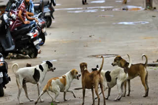 Tamil Nadu Rabies