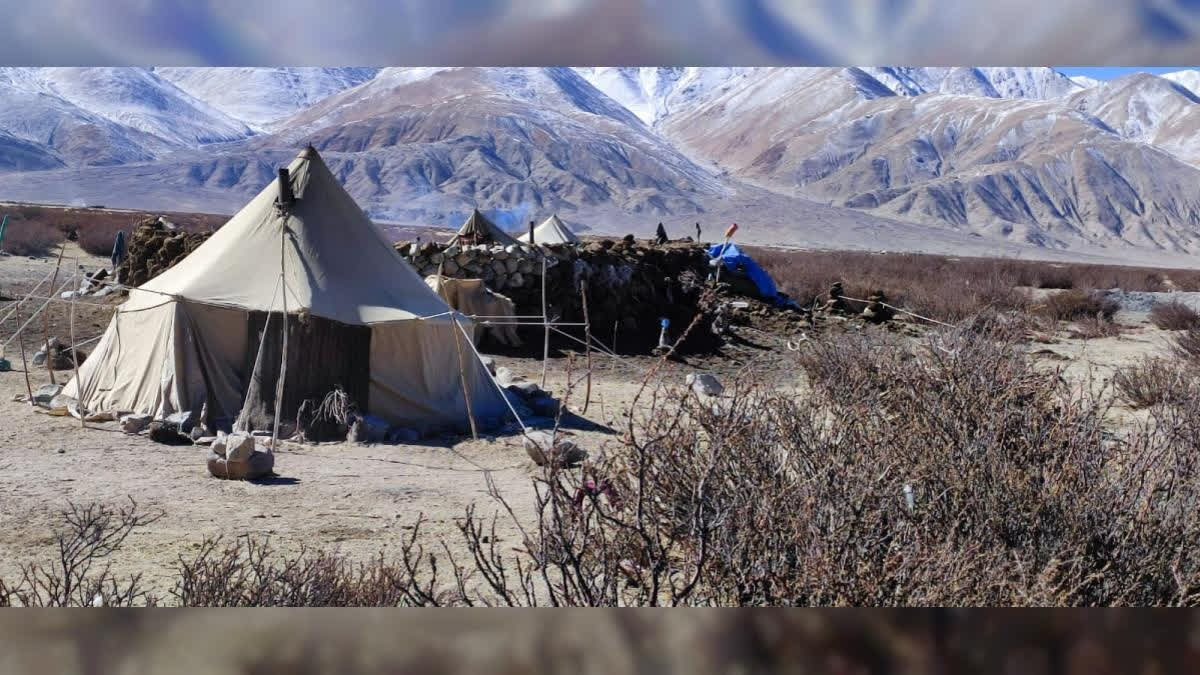 Climate Crisis | LAHDC Steps Up Efforts to Combat Changthang’s Winter Fodder Shortage LAHDC Steps Up Efforts to Combat Changthang’s Winter Fodder Shortage