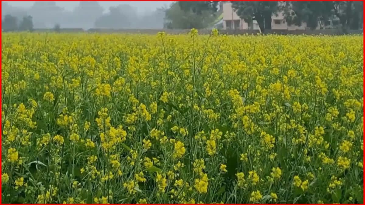 og And Dew Benefit Crops In Haryana