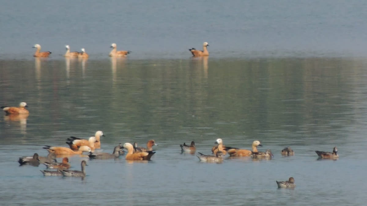 Migratory birds at Asan Wetlands near Dehradun