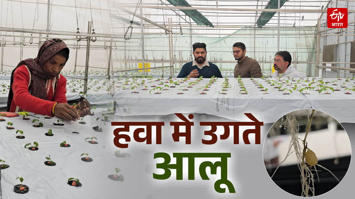 Potatoes are being planted without soil in Karnal with AeroPonics technology increasing production by 10 times