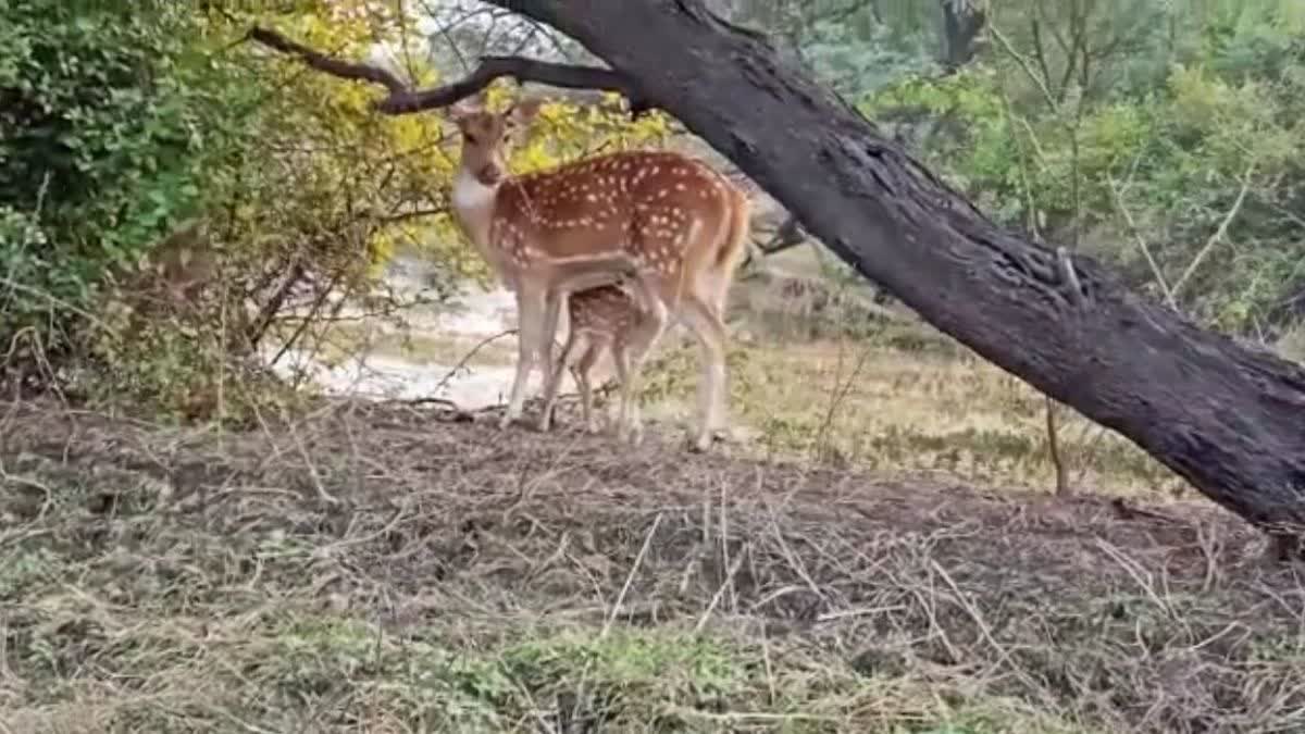घना से शिफ्ट होंगे चीतल