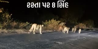 અમરેલી: ધારી બગસરા રોડ પર આઠ સિંહો જંગલ મૂકી રોડ પર આવી ગયા