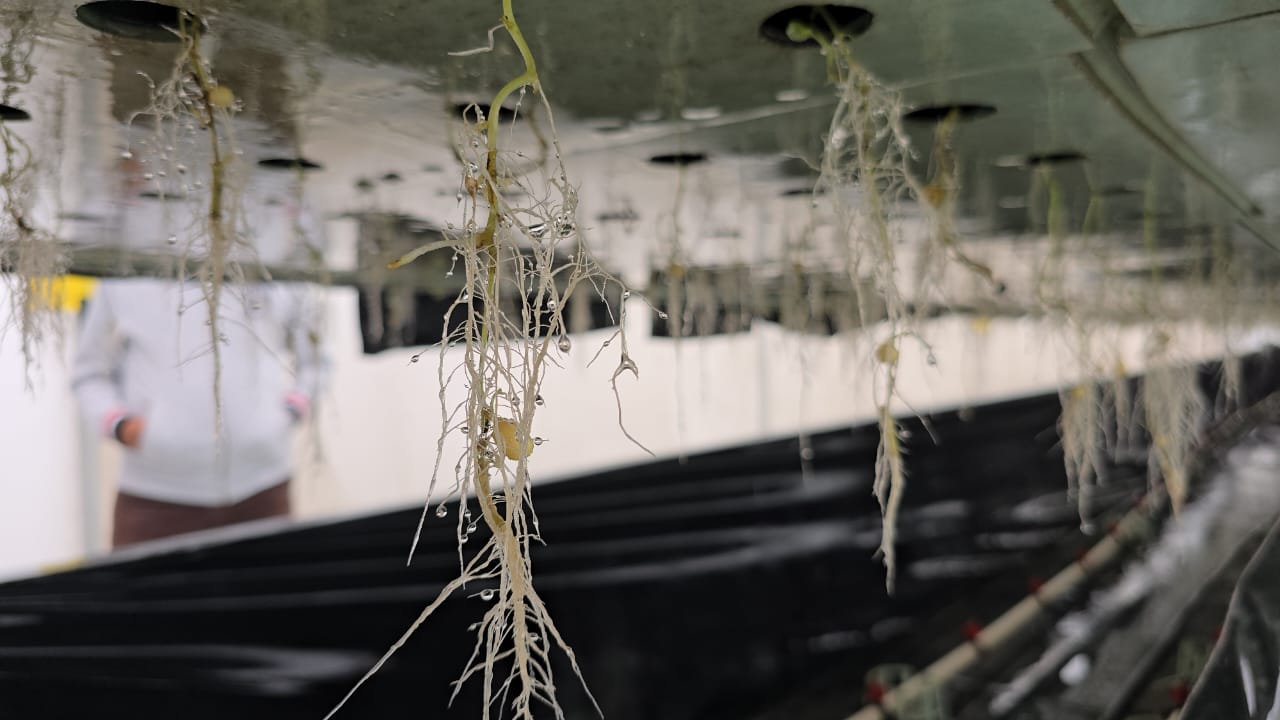 Potatoes are being planted without soil in Karnal with AeroPonics technology increasing production by 10 times