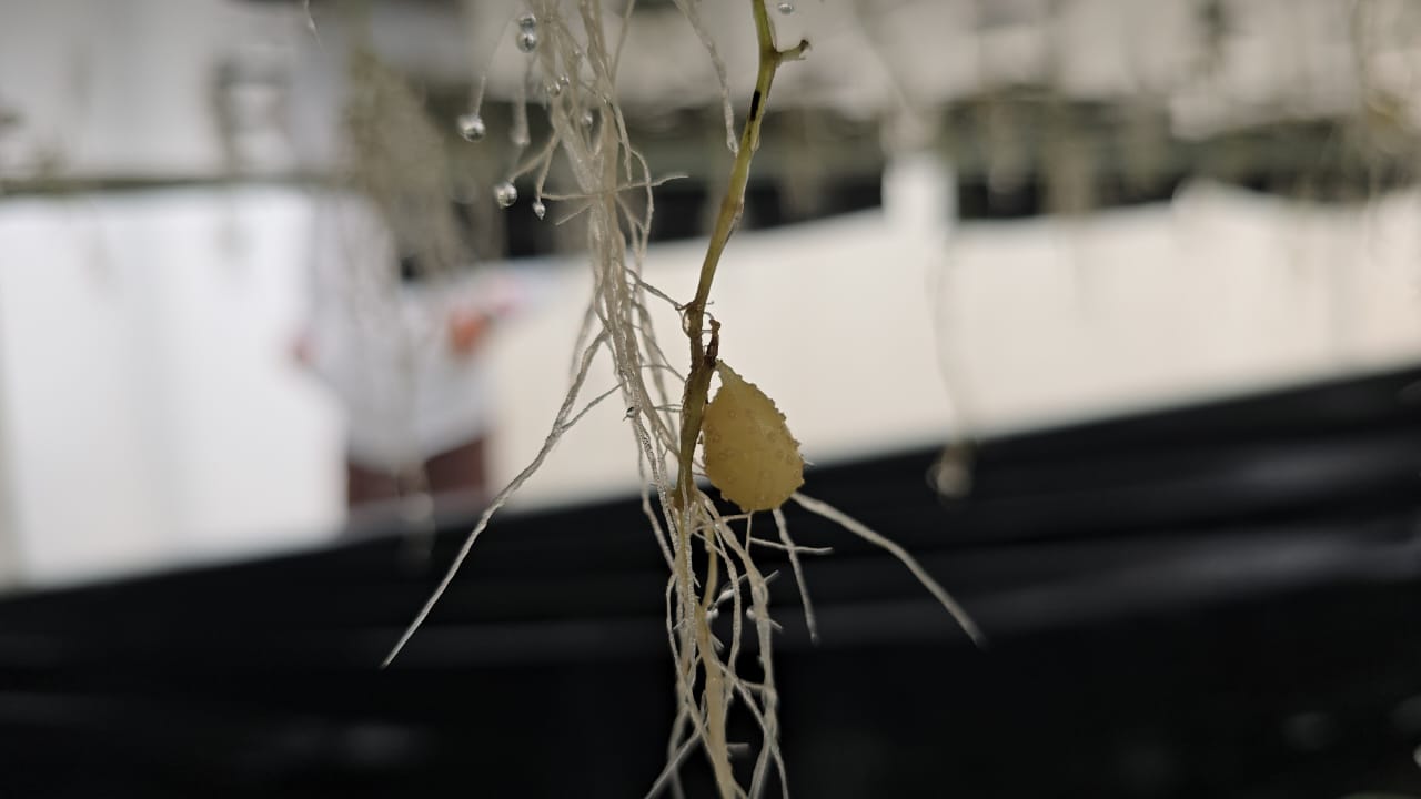 Potatoes are being planted without soil in Karnal with AeroPonics technology increasing production by 10 times