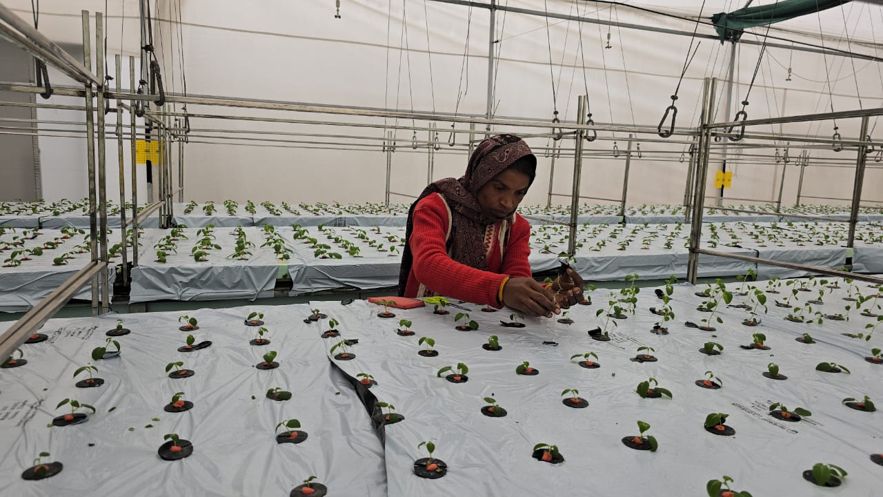 Potatoes are being planted without soil in Karnal with AeroPonics technology increasing production by 10 times