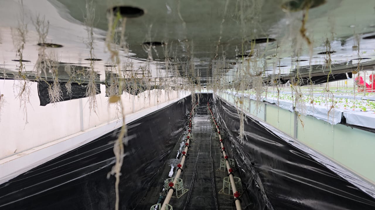 Potatoes are being planted without soil in Karnal with AeroPonics technology increasing production by 10 times