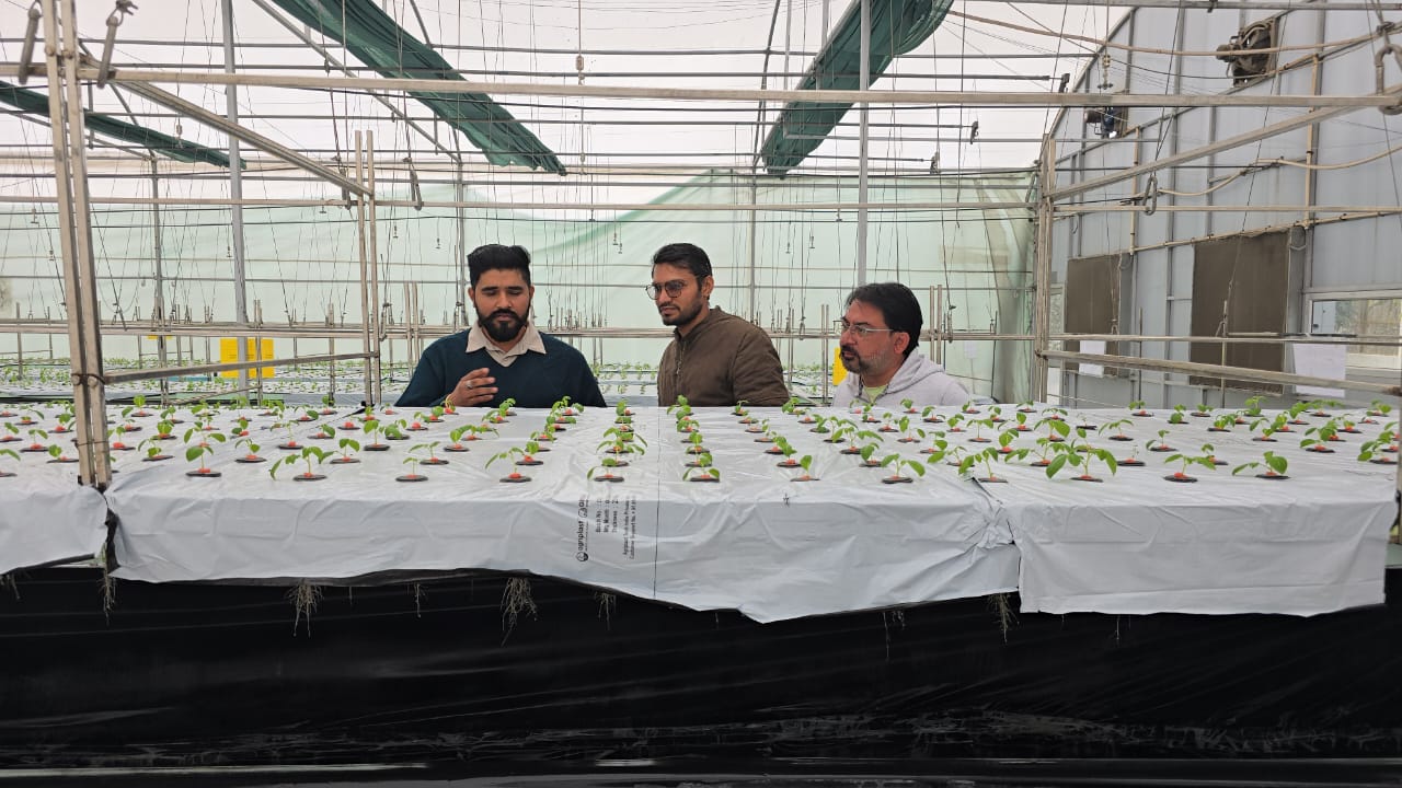 Potatoes are being planted without soil in Karnal with AeroPonics technology increasing production by 10 times